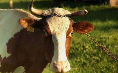 „Wikwać” Modrysowe Rozmówki Babiogórskie