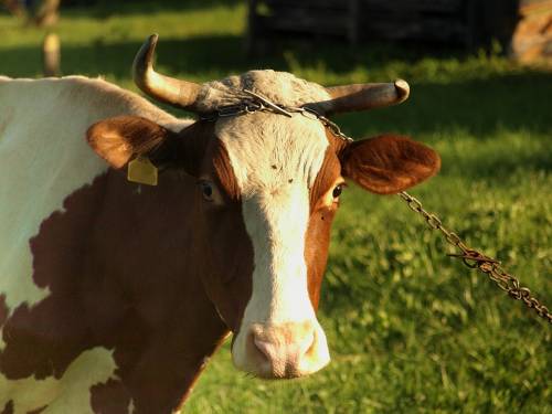 „Wikwać” Modrysowe Rozmówki Babiogórskie